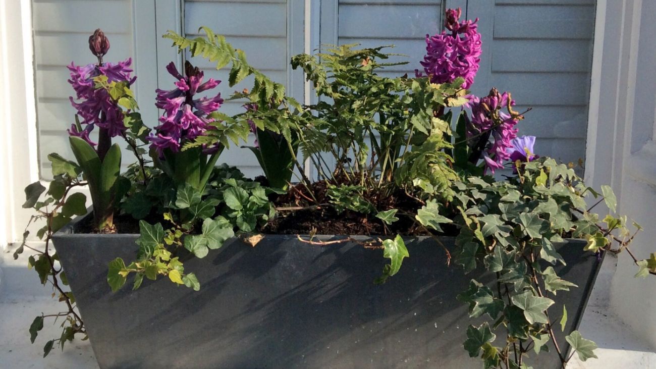 The Value of Gardens: A Professional Passion or Just a Hobby?
