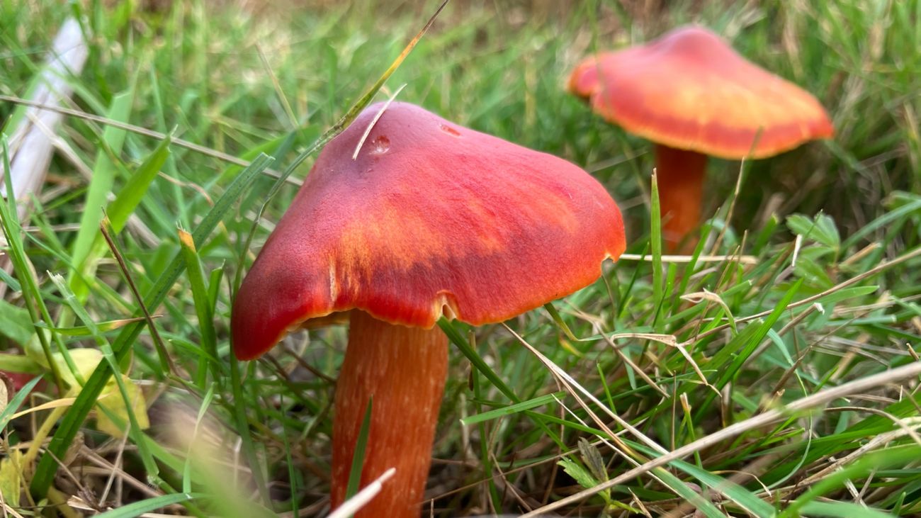 Waxcaps: Old pastures and the brave new world