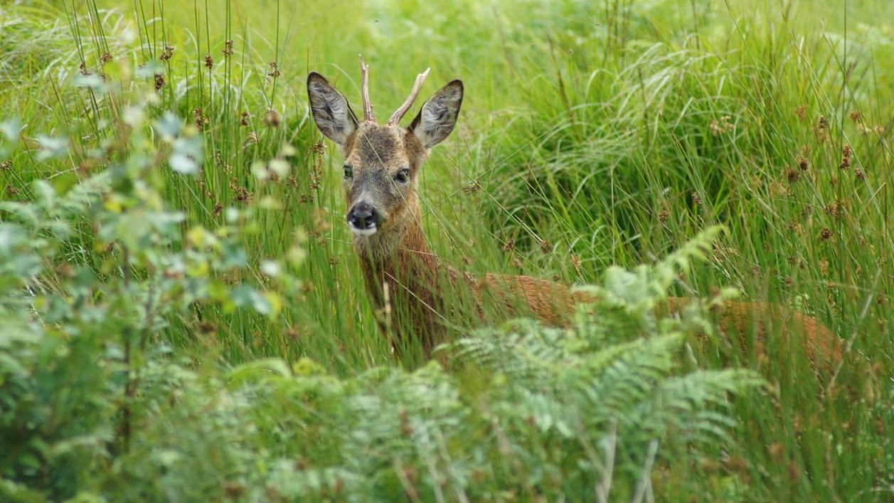 The Roe Boom: making better use of local deer