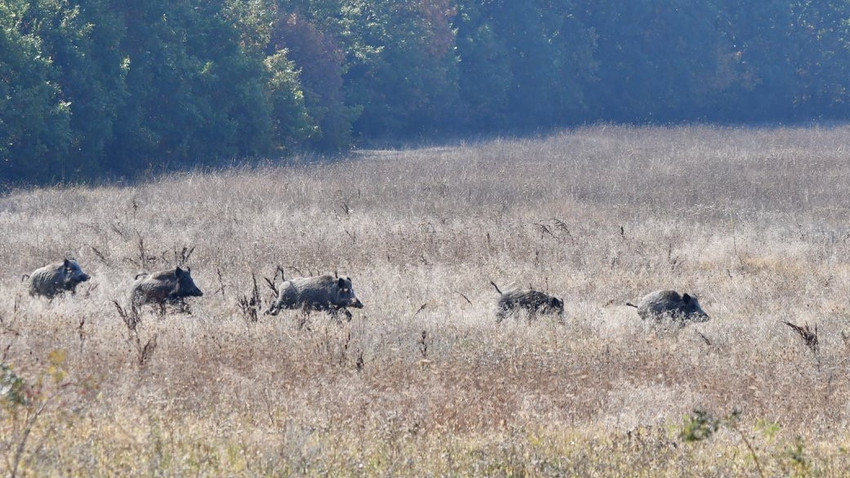 Wild Boar Boxers - A1 Decoy