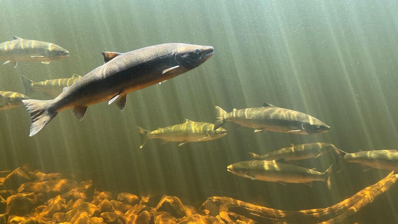 Urgent Call to Action: Prevent Extinction of Atlantic Salmon
