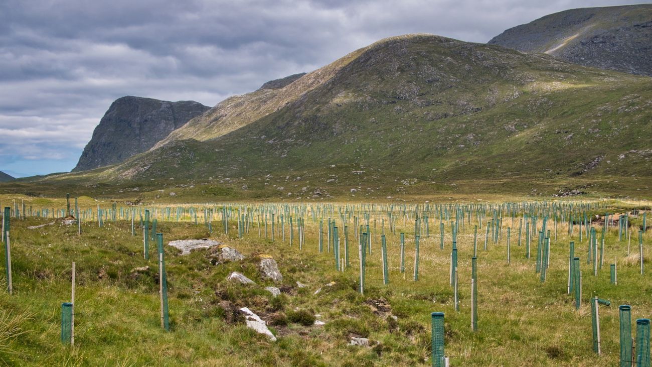 The Fake Forest Fraud