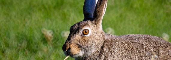 Rabbit Pie Saving The Nation From Starvation In The Second World War