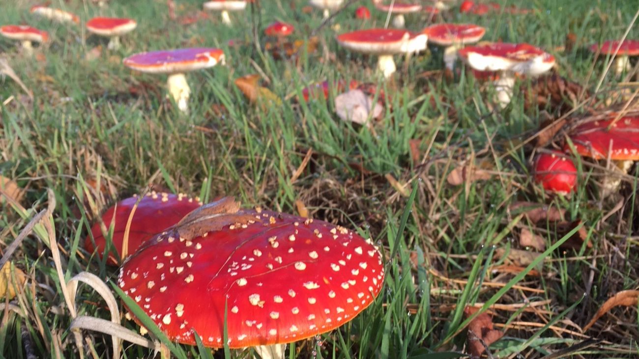 An alternative A-Z guide to Gardening for wildlife abundance