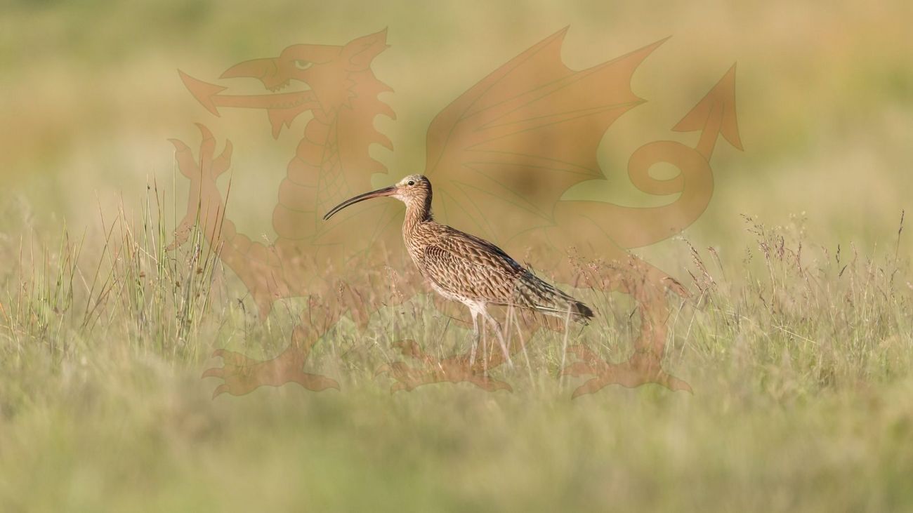 Lawfare: the Curlew's last chance in Wales?