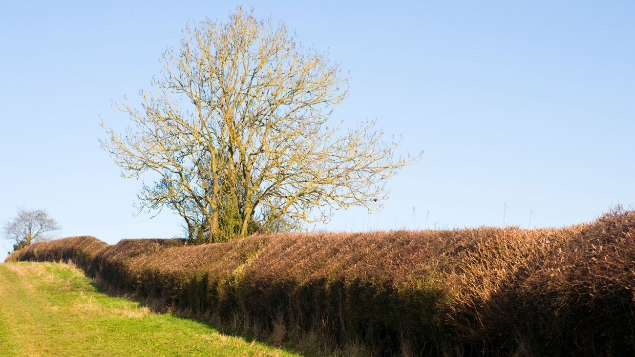 Blackthorn, Billhooks and Protest - Hedges and What They Really Mean