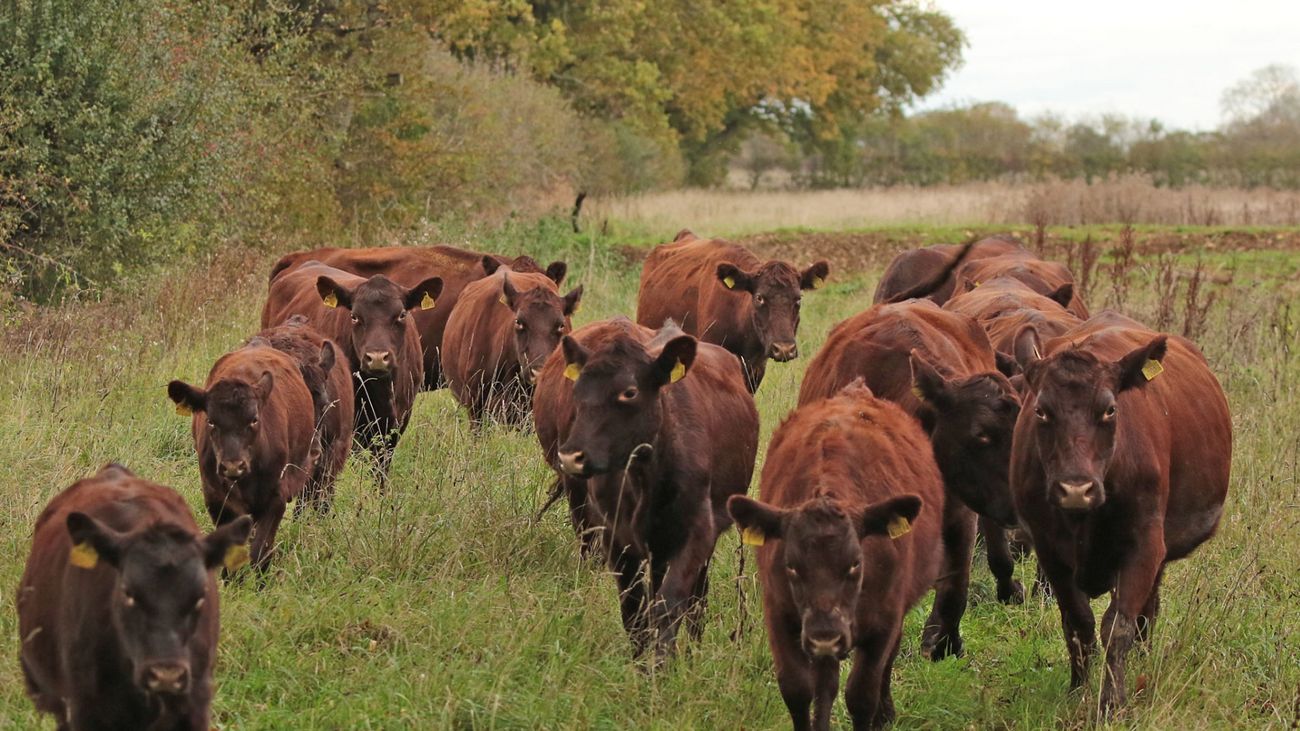 Is rewilding really a threat to food security?