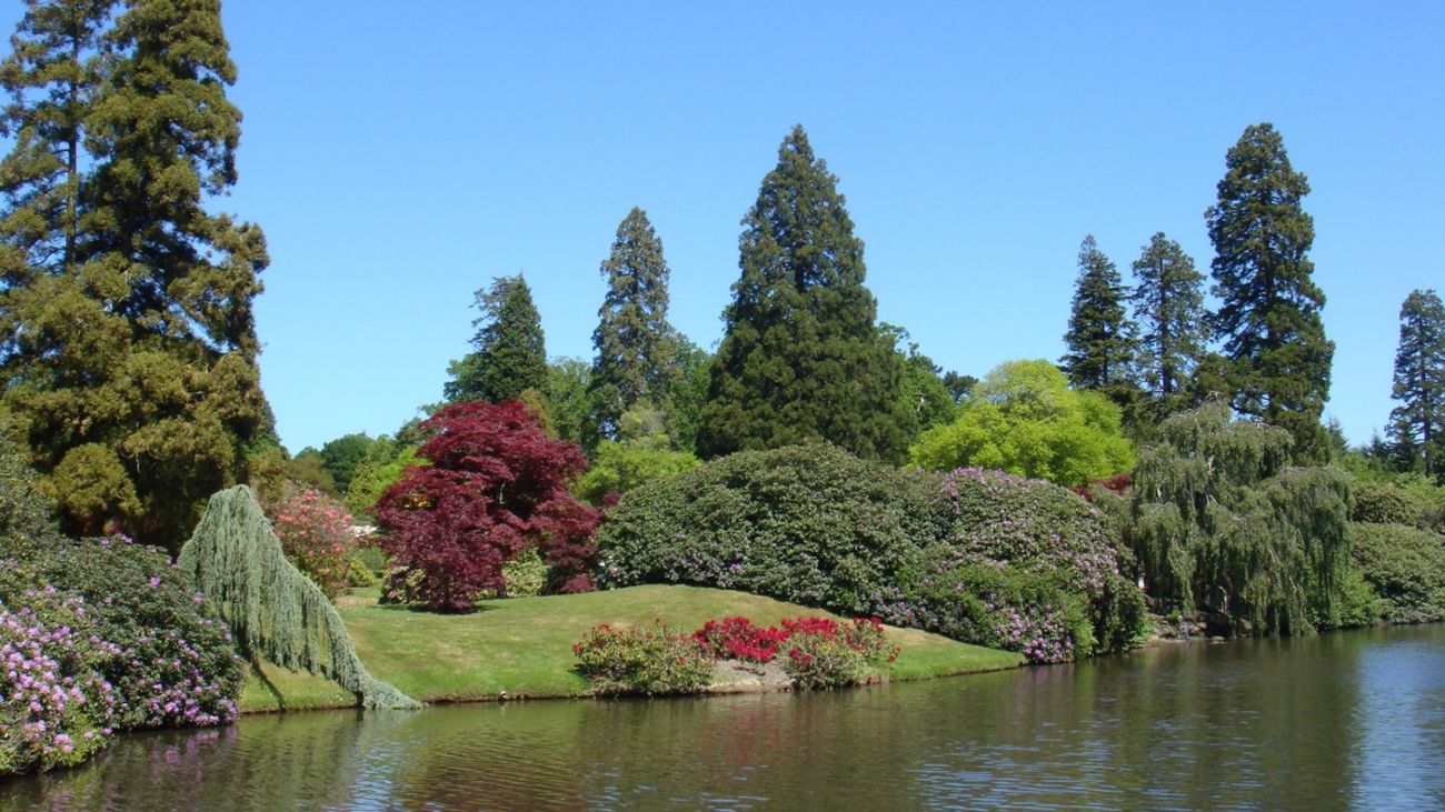 The F Word Your Garden Needs: Meet the Fastigiate Trees