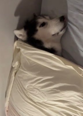 有冇人知道點解狗狗發夢會叫？