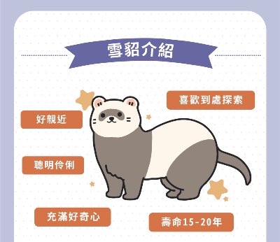 雪貂入境香港｜申請前必讀！一文睇清所需文件＋準備步驟