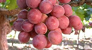 Red Globe Grapes