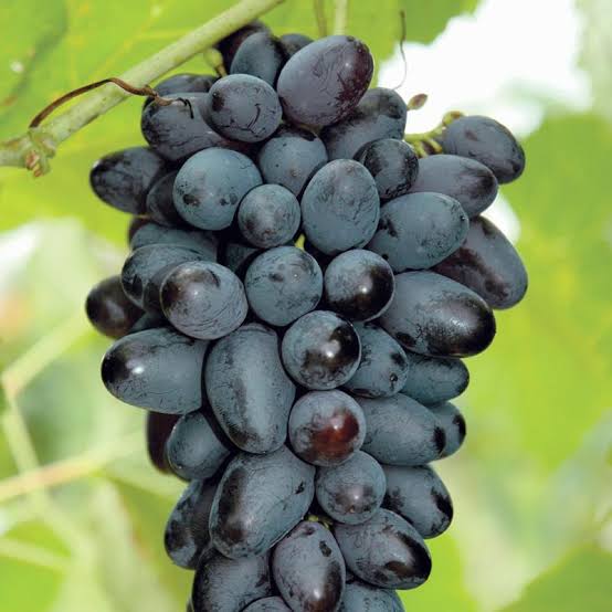 Black kismis (seedless)