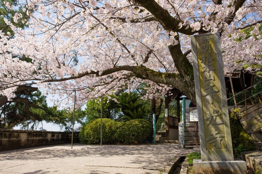 今年日本櫻花季約在三月底至四月,趕緊為自己規劃一趟賞櫻之旅 (圖片由雄獅旅遊提供)