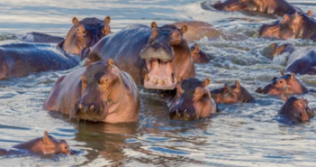 南非一自然保護區發生河馬攻擊人的意外。（示意圖／pixabay）