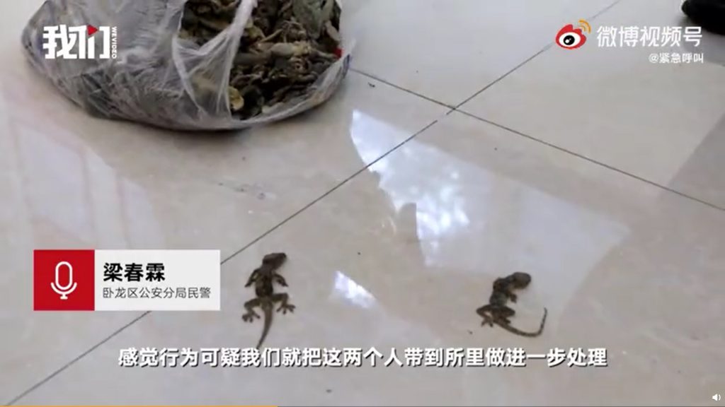 根據中國大陸《中華人民共和國野生動物保護法》規定 ，壁虎是屬於國家保護、有益的或有重要經濟、科學研究價值的陸生野生動物，也被稱為「三有」保護動物 。翻攝自微博