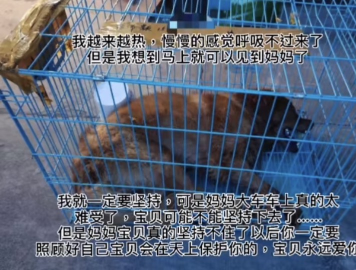 中國近日發生一起寵物託運死亡意外。(圖/擷取自微博)
