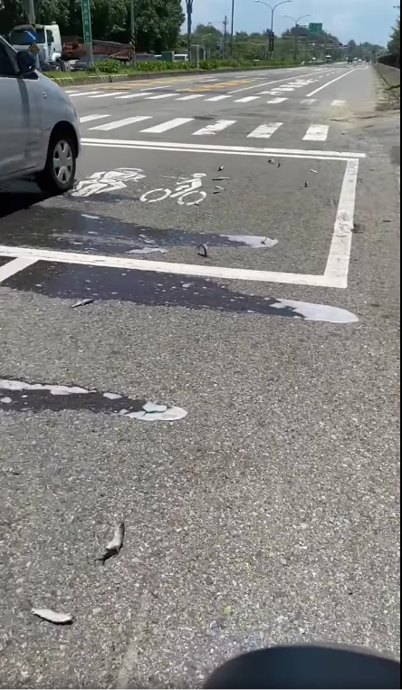 十幾隻魚在路上活繃亂跳被路人拍下這奇景。(圖/翻攝路上觀察學院臉書)