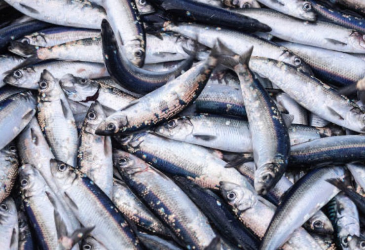 有一位兒子特愛釣魚,媽媽殺魚殺到生無可戀。(示意圖/pixabay免費圖庫)
