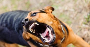 狗狗將會是第1個警示人類的動物。（圖／示意圖／Pixabay）