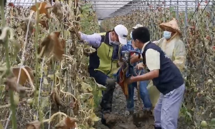陳吉仲進入溫室視察農損，陷入軟泥中摔了一跤。（圖／中天提供）