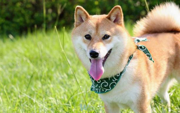 一名女子所飼養愛犬遭竊,甚至慘遭殺害做成狗肉販售,目前警方已介入調查。(圖/示意圖/取自Pixabay)