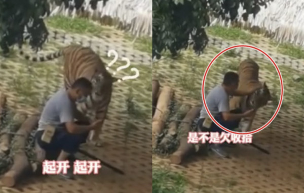 大陸一名男子在樹下滑手機,遇到老虎靠近竟淡定推開。(圖/翻攝自微博)