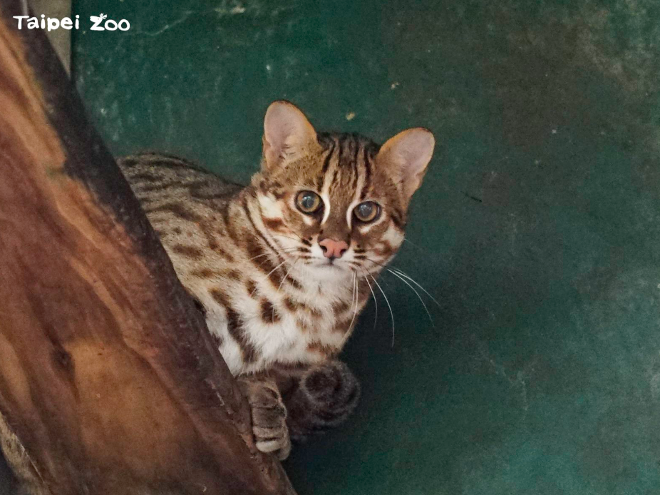石虎二哥１（圖／台北市立動物園提供）