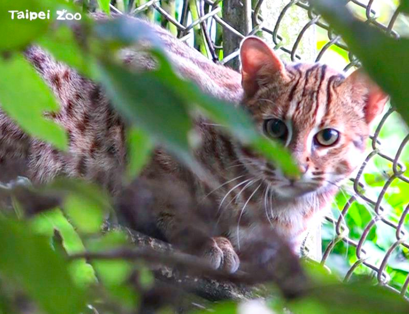 石虎二哥（圖／台北市立動物園提供）