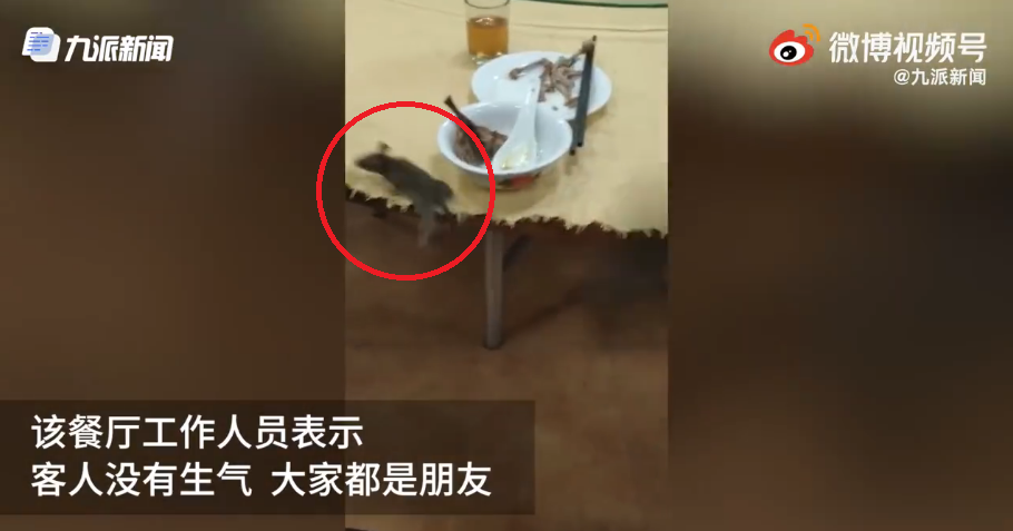 中國廣東佛山一間餐廳,日前竟有一隻老鼠於用餐時間,大喇喇的在擺滿碗筷的餐桌上狂爬亂竄,嚇得顧客尖叫連連,沒想到這原以為會讓民眾氣到投訴的食安問題,店家事後卻聲稱:「顧客沒有生氣啊!」認為「這有什麼好生氣?」(圖/擷取自《澎派新聞》網頁)
