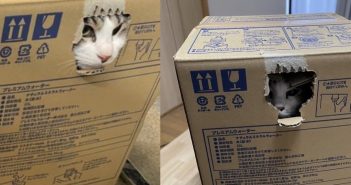 貓咪發現要去獸醫院後，躲在紙箱內不肯出。（圖／翻攝自Twitter／@thisistokuzawat）