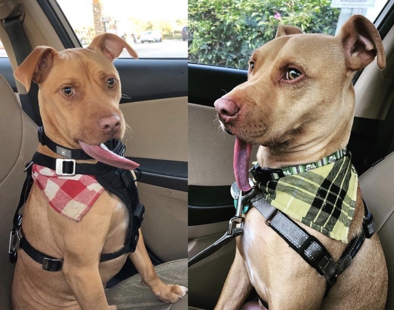 比特犬巴德在去年兩歲時被墨西哥的收容所拯救,當時牠的下巴受到嚴重感染,呈現腐爛的狀況,原以為應該活不久了,沒想到後來經過手術,巴德就奇蹟般活過來了。(圖/翻攝bud_the_pitbullIG)