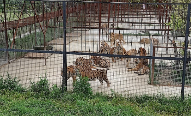 位於克里米亞的野生動物園Taigan safari park傳出老虎咬傷遊客事件。（圖／翻攝自Google Maps）