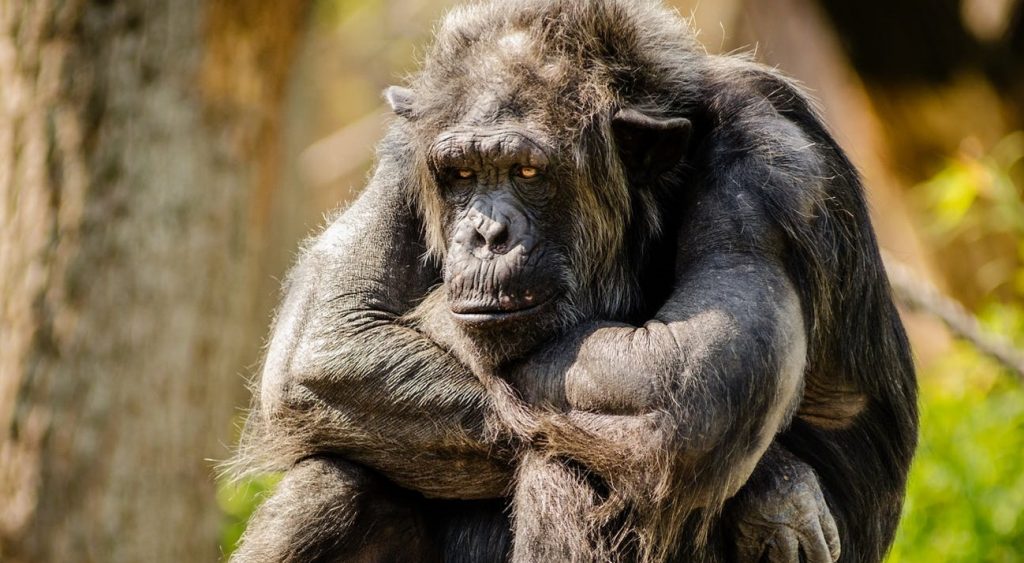 美國芝加哥林肯動物園（Lincoln Park Zoo），一隻大猩猩近期總獨自躲在窗邊，甚至把同伴當空氣，結果飼養員卻發現是遊客不斷秀手機螢幕給牠「觀賞」，導致其養成「當低頭族」的壞習慣。（示意圖／pexels）