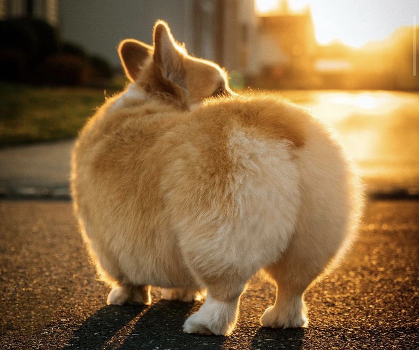 美國紐約一名男子都會背著自己的柯基犬通勤上班。（圖／翻攝madmax_fluffyroad ig）