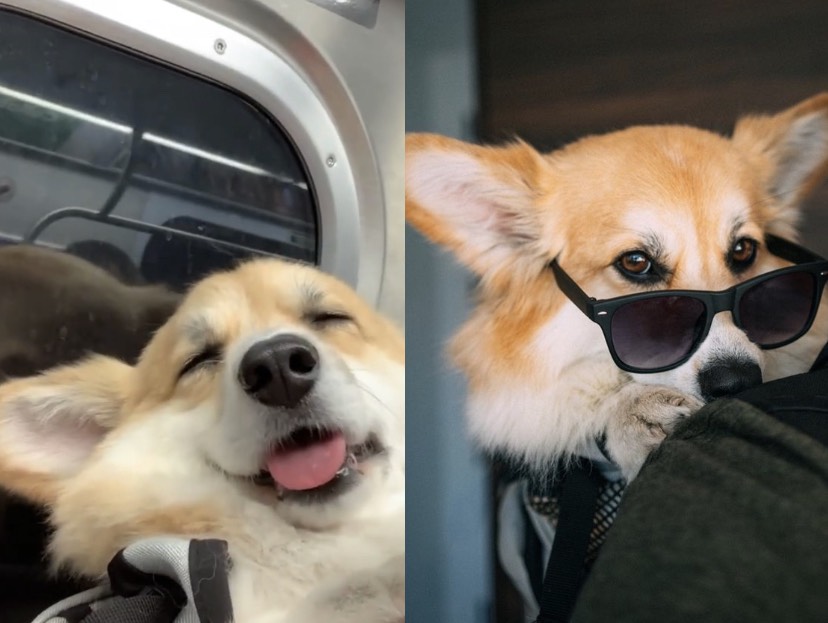 美國紐約一名男子都會背著自己的柯基犬通勤上班。（圖／翻攝madmax_fluffyroad ig）