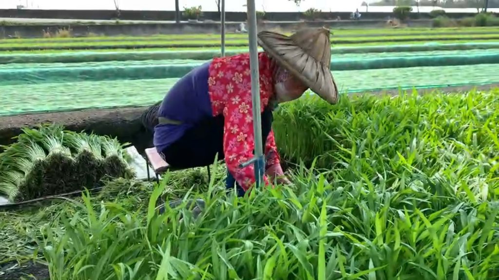 空心菜農開始搶收。中天新聞提供