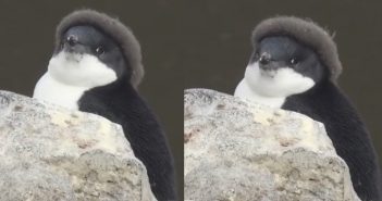 企鵝寶寶換毛前的樣子超有特色！ （圖／翻攝ＩＧ Antarctic Peninsula ）