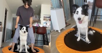 有一位日本網為減肥買的彈跳床被家中狗狗佔據。（圖／翻攝 @Marlowe_maro 推特）