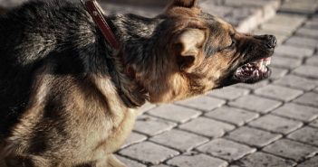 英國一名男子遭自己養的狗狠咬。（圖／示意圖／取自Pixabay）