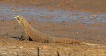 科摩多巨蜥。（圖／翻攝自維基百科）