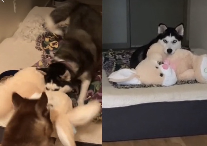 當飼主打開門的瞬間,兔子立刻被兩隻愛犬給解體了。(圖/翻攝抖音 Brizzia Munoz )