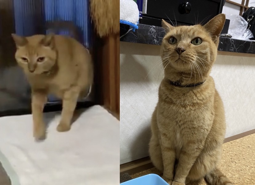 日本有一名飼主@Dream_Cat_P貼心幫家中主人在拉門上裝專屬的貓門,但卻被橘貓「Popo(ぽぽ)」嫌棄。(圖/翻攝@Dream_Cat_P twitter)
