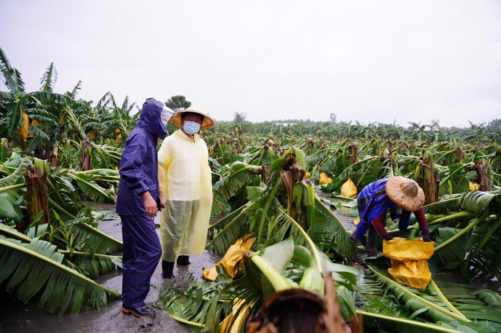 花蓮災情相當嚴重，農作物都受到圓規颱風強大的風雨而損傷、折斷。中天新聞提供