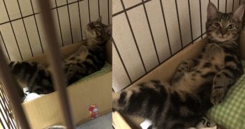 有一位日本飼主表示，當他拖著疲憊的身軀回到家時，竟然看到自家貓咪翹著二郎腿悠哉的躺在貓籠裡面。（圖／翻攝 @taiyakiumaissu 推特）