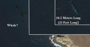Google地圖上發現鯨魚！（圖／翻攝自Reddit）