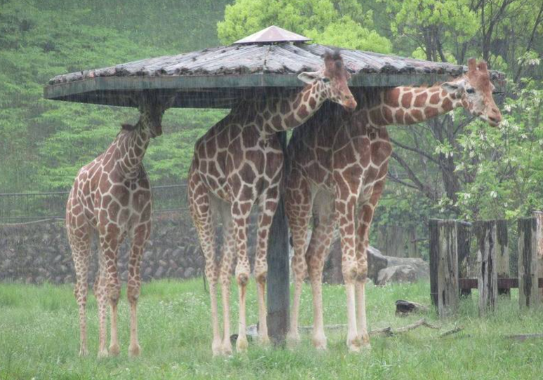 安佐動物園長頸鹿躲雨。(圖/@asa_zoo官方推特)