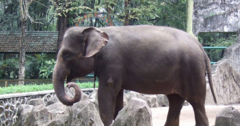 印尼一頭年僅1歲的蘇門答臘象，誤觸盜獵者的陷阱，一半的象鼻遭切除，2天後不幸身亡。（示意圖／PIXABAY免費圖庫）