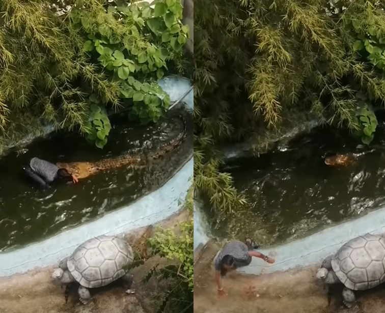 奇帕達被鱷魚咬進水中後自己掙扎上岸。(圖/翻攝自YouTube)