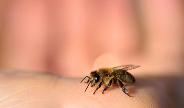 女童的耳朵裡有隻蜜蜂。（圖／示意圖／取自Pixabay）