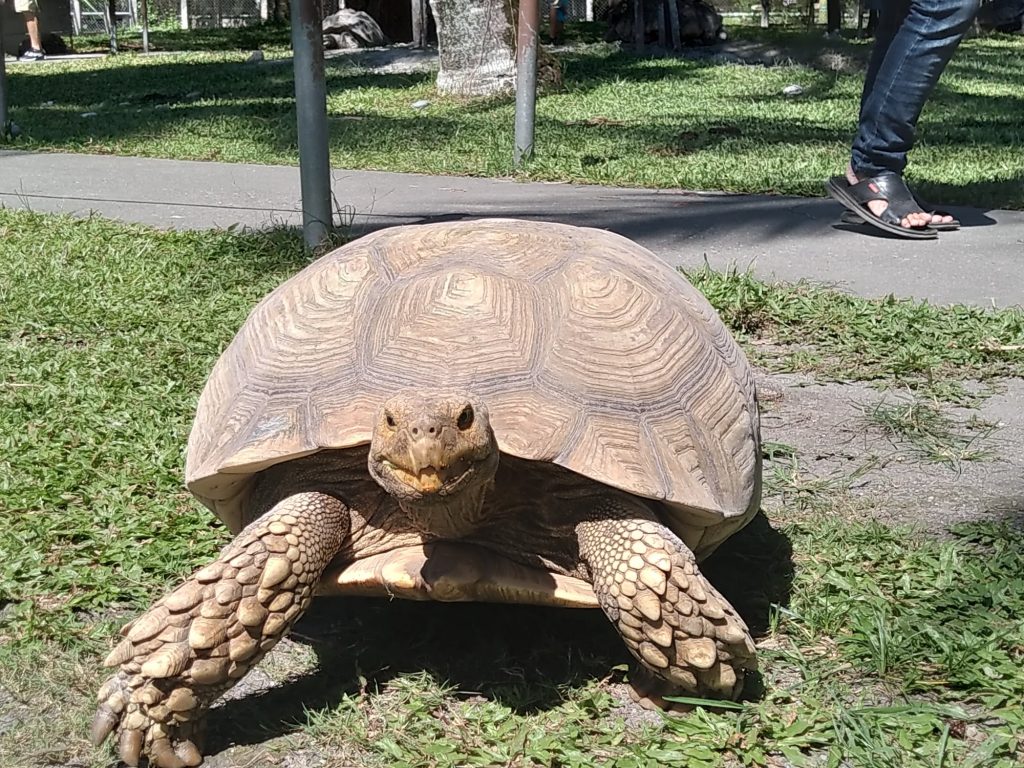 花蓮新光兆豐農場飼養多隻蘇卡達、亞達伯拉大型陸龜。（圖／翻攝自花蓮新光兆豐休閒農場臉書）